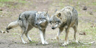 Zwei Wölfe