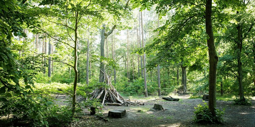 Blick in den Berliner Grunewald