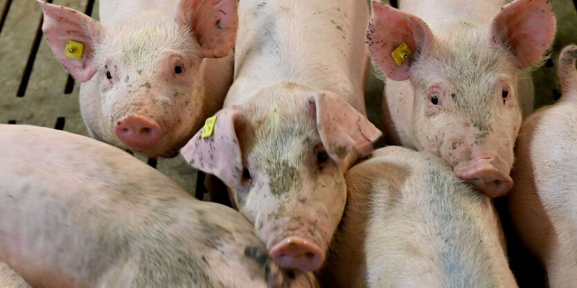 Schweine auf einem Spaltenboden in der Box