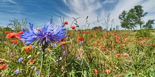 Sommerliche Blumenwiese