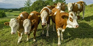 neugierige Kühe auf einer Weide drängeln sich Richtung Kamera