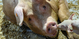 Kkleines Ferkel küsst eine Muttersau