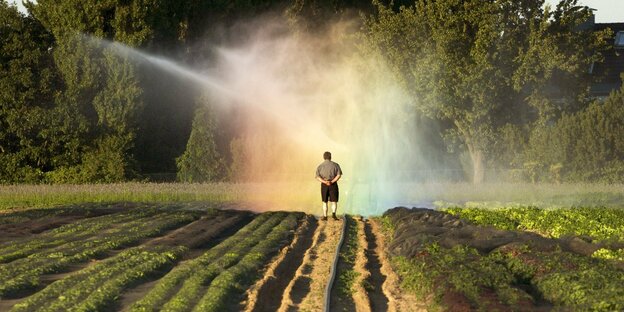 Bauer steht vor dem Regenbogen im feinen Sprühregen - bei der Bewässerung seines Feldes