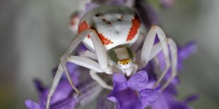 Spinne auf Blume