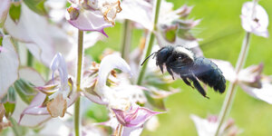 Eine rund drei Zentimeter große blaus-schwarze Holzbiene fliegt auf Blüten eines Salbeis zu