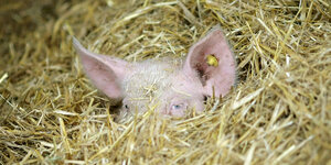 Ein Schwein hat sich auf einem Bio-Bauernhof im Stroh des Stalls versteckt.