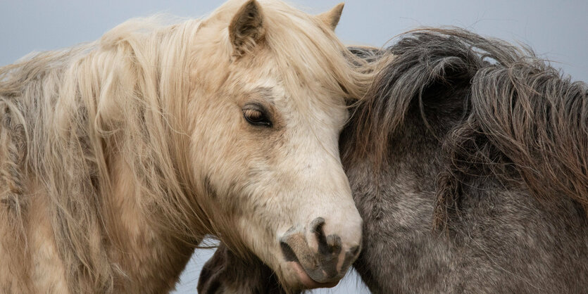 Nahaufnahme von zwei Ponys