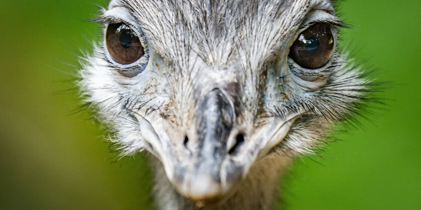 Ein Nandu schaut in die Kamera.