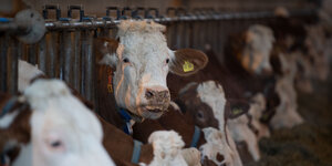 Engstehende Rinder mit Marken an den Ohren im Stall.