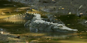 Ein Krokodil in einem Nationalpark in Puntarenas, Costa Rica