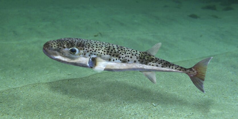 Ein gepunkteter Fisch mit zwei Brustflossen, einer Rückenflosse, einer Bauchflosse und einer Schwanzflosse schwimmt nahe dem Grund.