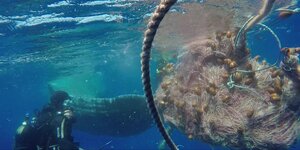 Unterwasseraufnahme Fischernetz, in dem sich die Schwanzflosse eines Wals verheddert hat, daneben ein Taucher