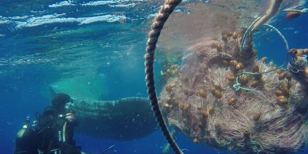 Unterwasseraufnahme Fischernetz, in dem sich die Schwanzflosse eines Wals verheddert hat, daneben ein Taucher