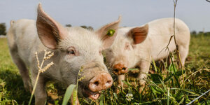 Schweine knabbern an Gras auf einer Weide