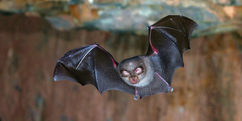 Fledermaus (Kleine Hufeisennase) fliegt durch einen Hoehlengang