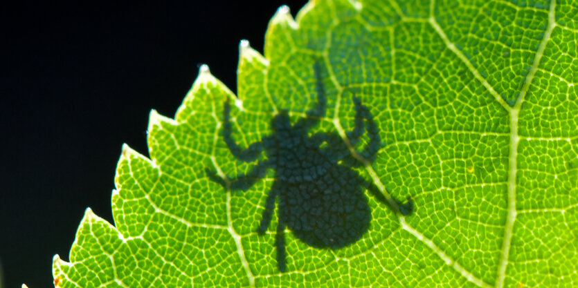 Zeckenschatten hinter Blatt