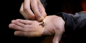 Kleiner Skorpion auf einer Hand