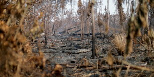 Eine gerodete verdorrte Fläche Wald