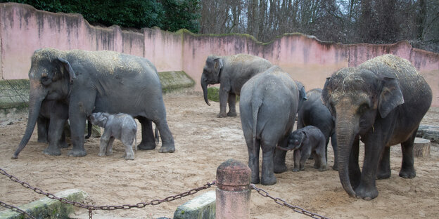 Eine Elefantengruppe steht am 28.12.2016 im Zoo Hannover mit ihren noch namenlosen Jungtieren in einem Gehege.