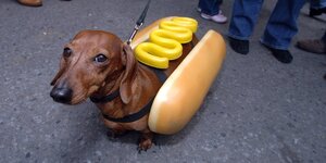 Ein Dackel trägt ein Hotdog-Kostüm