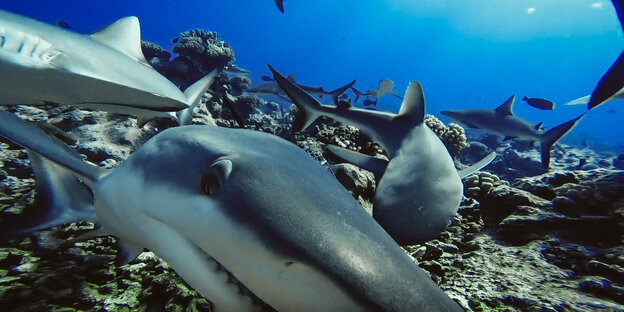 Ein Hai guckt mit einem auge in die Kamera, im Hintergrund etlihe weitere