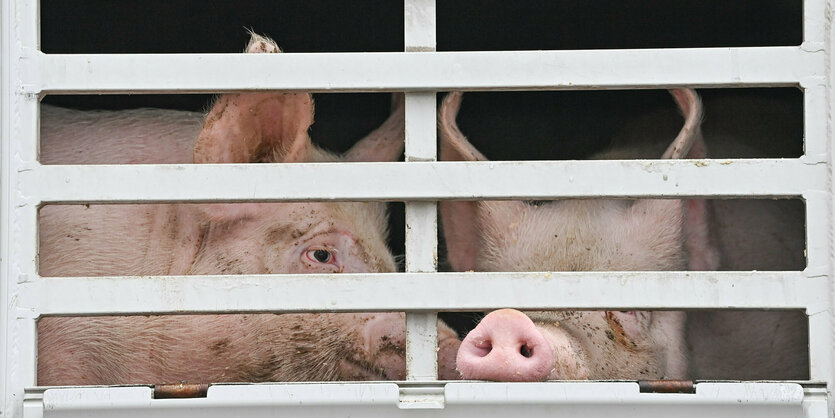 Zwei Hausschweine schauen durch Gitterstäbe