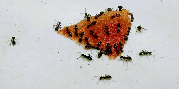 Ameisen auf einem Stück Wassermelone