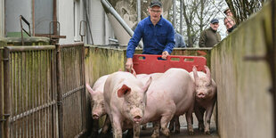 Brandenburg, Letschin: Karsten Ilse, Landwirt, treibt seine letzten Mastschweine am frühen Morgen vom Stall zu einer Verladestelle. Aufgrund der problematischen Lage für Schweinehalter in den ASP-Restriktionszonen hat der Landwirt Karsten Ilse seine Masts