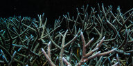 Unterwasseraufnahme von Korallen.
