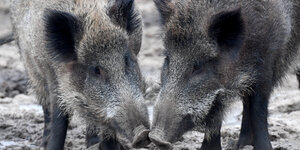 Wildschweine stehen in ihrem Gehege im Tierpark "Arche Warder".