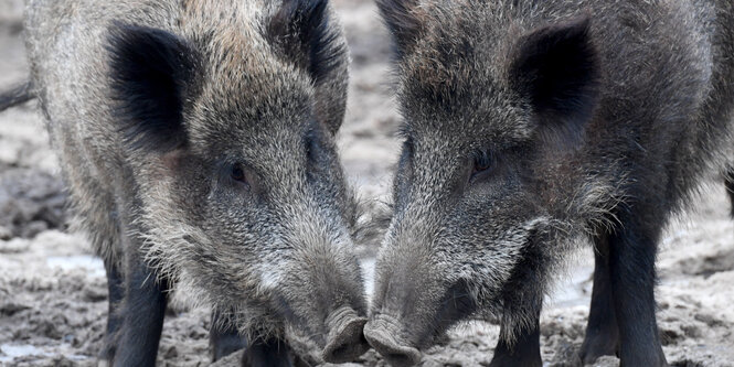 Wildschweine stehen in ihrem Gehege im Tierpark 