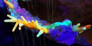 Ein neonfarbenes Kunstwerk strahlt im Dunkeln, es sieht aus wie eine Muschel