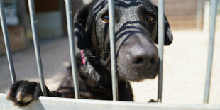 Ein Hund hinter einem Gitter.