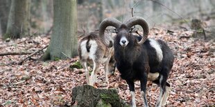 Mufflons im Wald.