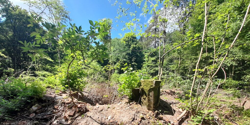 Erde und frisches Grün, im Hintergrund Wald