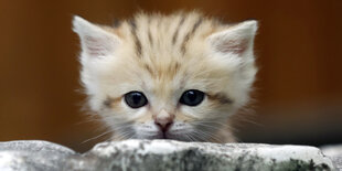 Eine Baby-Katze blickt hinter einem Stein hervor.