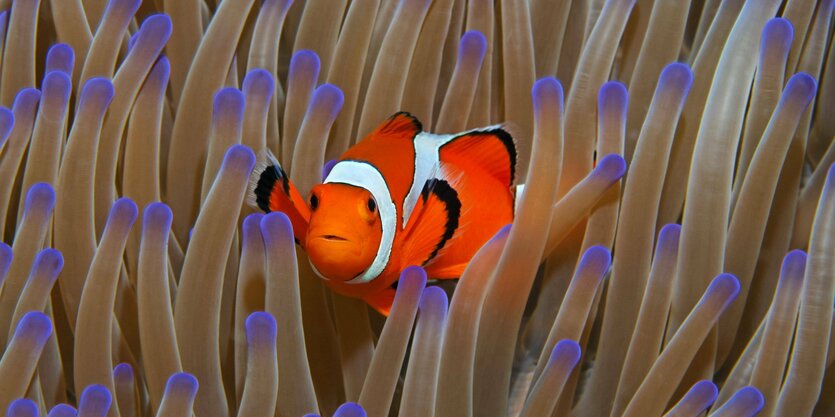 Falscher Clownfisch in Anemone