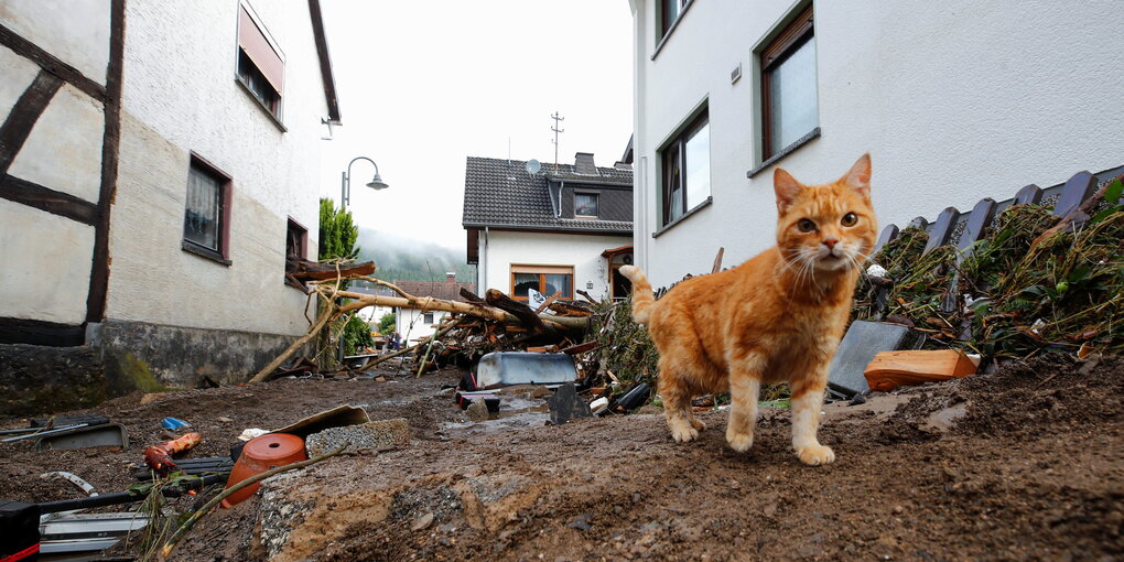 Eine Katze in einer verschlammten Straße.