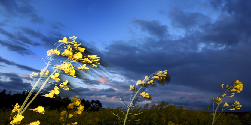 Rapsblüten im Wind