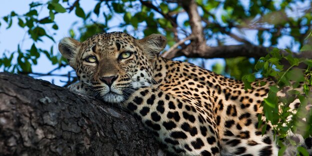 Leopard hängt auf einem Baum ab