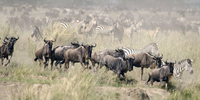 Gnus und Zebras rennen durch die Steppe