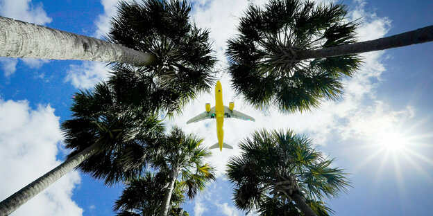 Ein Passagierflugzeig so fotografiert, dass es zwischen Palmen zu sehen ist