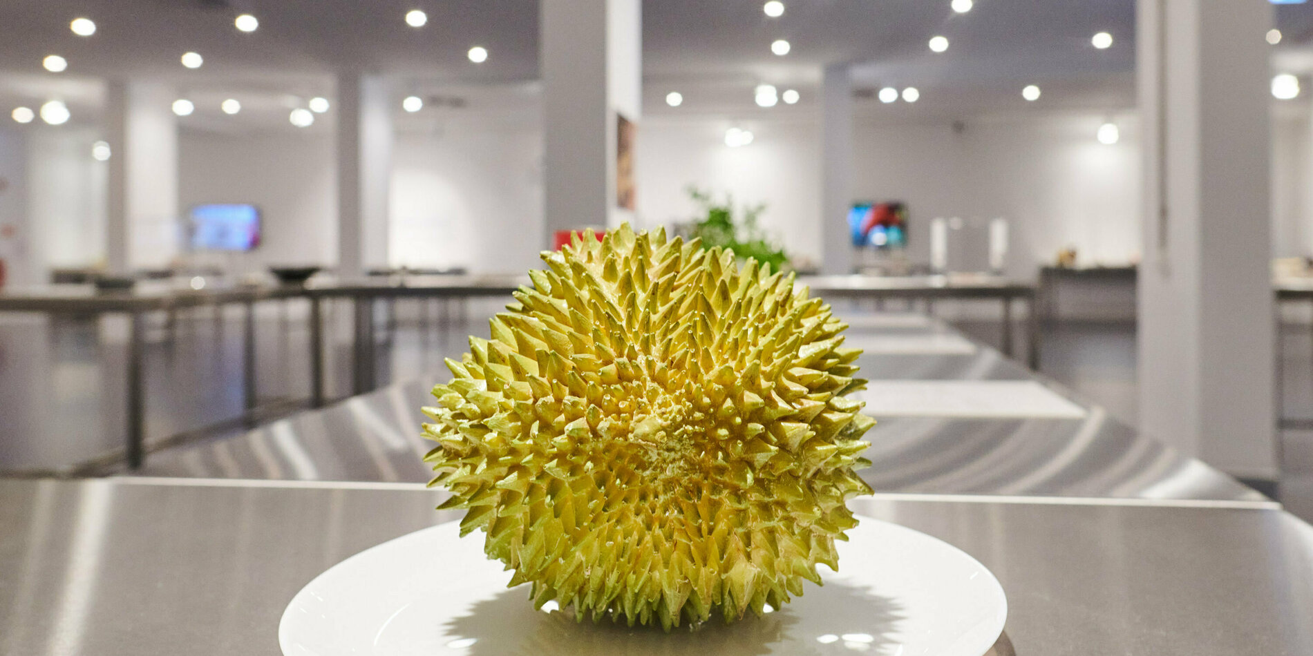 Eine Durian auf dem Präsentierteller im Museum