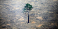 In einem völlig abgeholtzen Waldgebiet im Amazonas steht ein einzelner Baum, der übrig geblieben ist