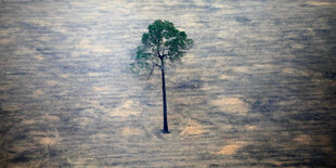 In einem völlig abgeholtzen Waldgebiet im Amazonas steht ein einzelner Baum, der übrig geblieben ist