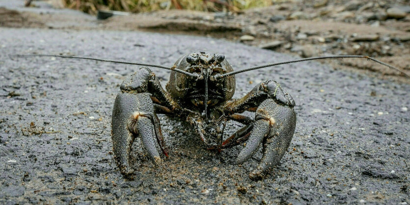 Ein Krebs läuft auf einer schlammigen Straßen, im Hintergrund liegen abgebrochene Bäume