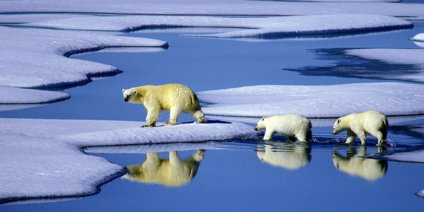 Eine Eisbärenmutter marschiert mit ihren beiden Jungen auf Futtersuche über Eisschollen im Gebiet der Nordwest-Passage in Kanada.