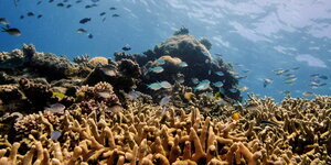 Bunte Fische schwimmen durch Korallen im Great Barrier Reef