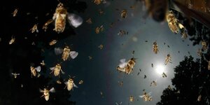 Honigbienen im Flug