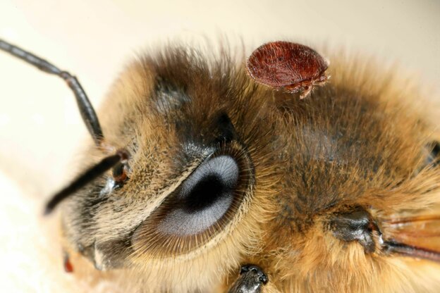 Varroamilbe sitzt auf einer Honigbiene